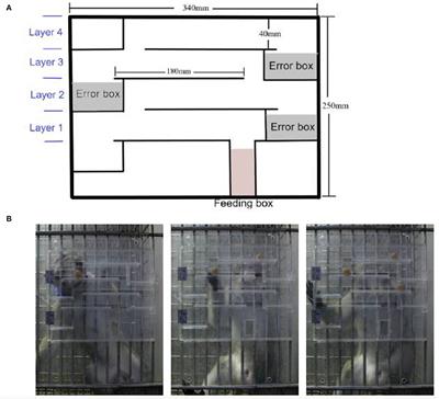 Evaluation of changes in the cognitive function of adult cynomolgus monkeys under stress induced by audio-visual stimulation by applying modified finger maze test